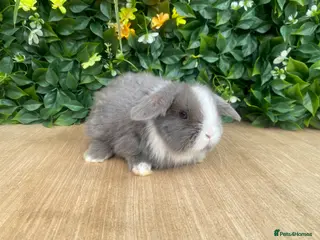 Mini Lop rabbits Mini lops available to reserve now - Advert 17