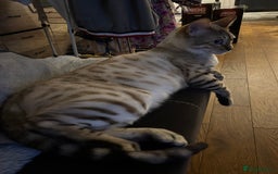 Bengal cats for stud: Beautiful bengal for stud in Hull - Image 10
