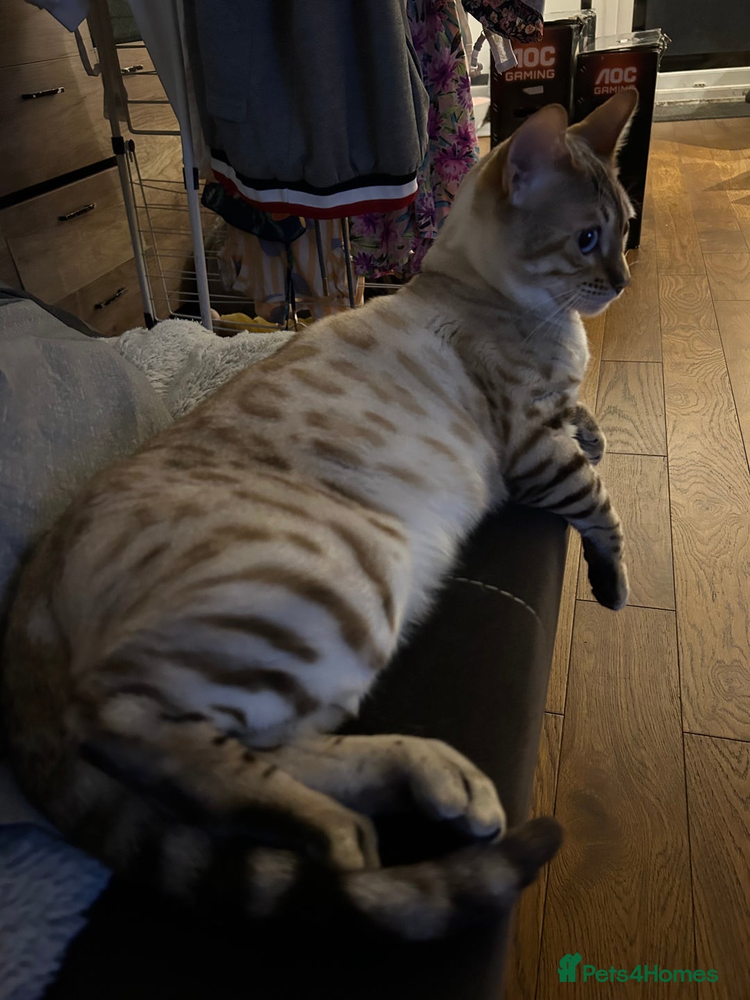 Bengal cats for stud: Beautiful bengal for stud in Hull - Image 10