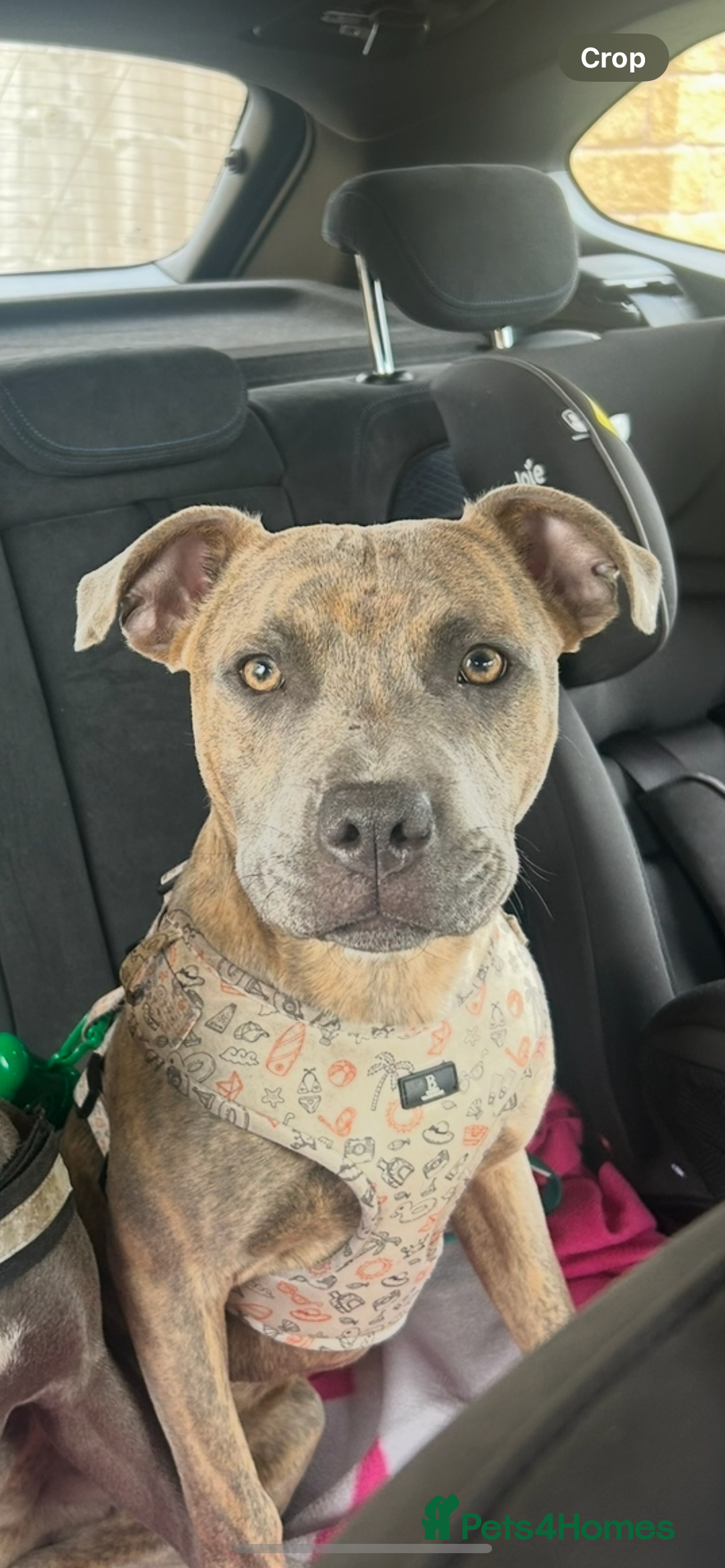 Staffordshire Bull Terrier dogs for sale: 1 year old staffy for rehoming.  - Advert 4