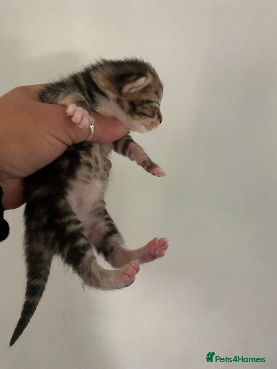 Mixed Breed cats for sale: Kittens ready to be rehomed in 6 weeks  - Image 3