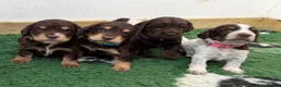 Cocker Spaniel dogs for sale: Gorgeous working cocker spaniel puppies - Advert 1