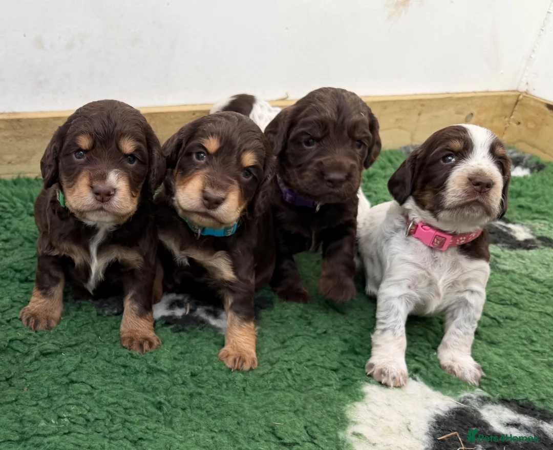 Cocker Spaniel dogs for sale: Gorgeous working cocker spaniel puppies - Advert 1