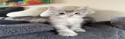 Maine Coon cats for sale: Mackerel tabby boys  - Advert 5