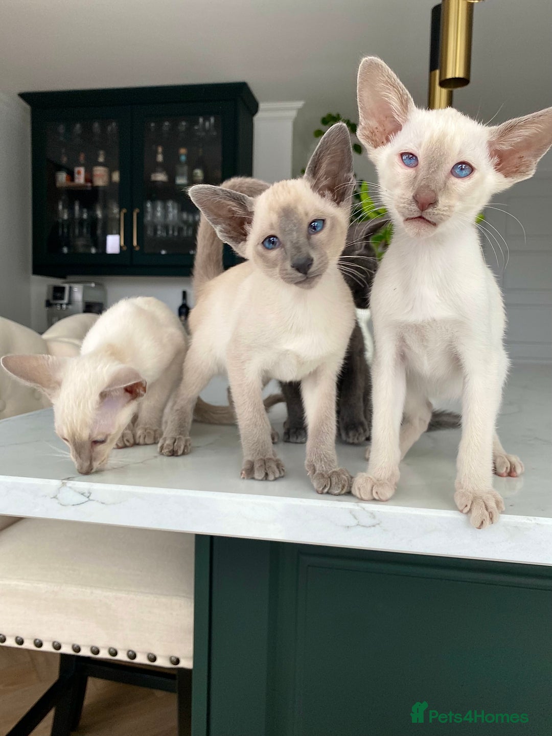 Cattery Cornish Rex Seal Point Chocolate Point Devon Rex Devon Rex