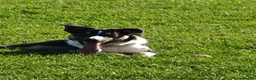 Border Collie dogs for sale: Border collie working dog  - Advert 4