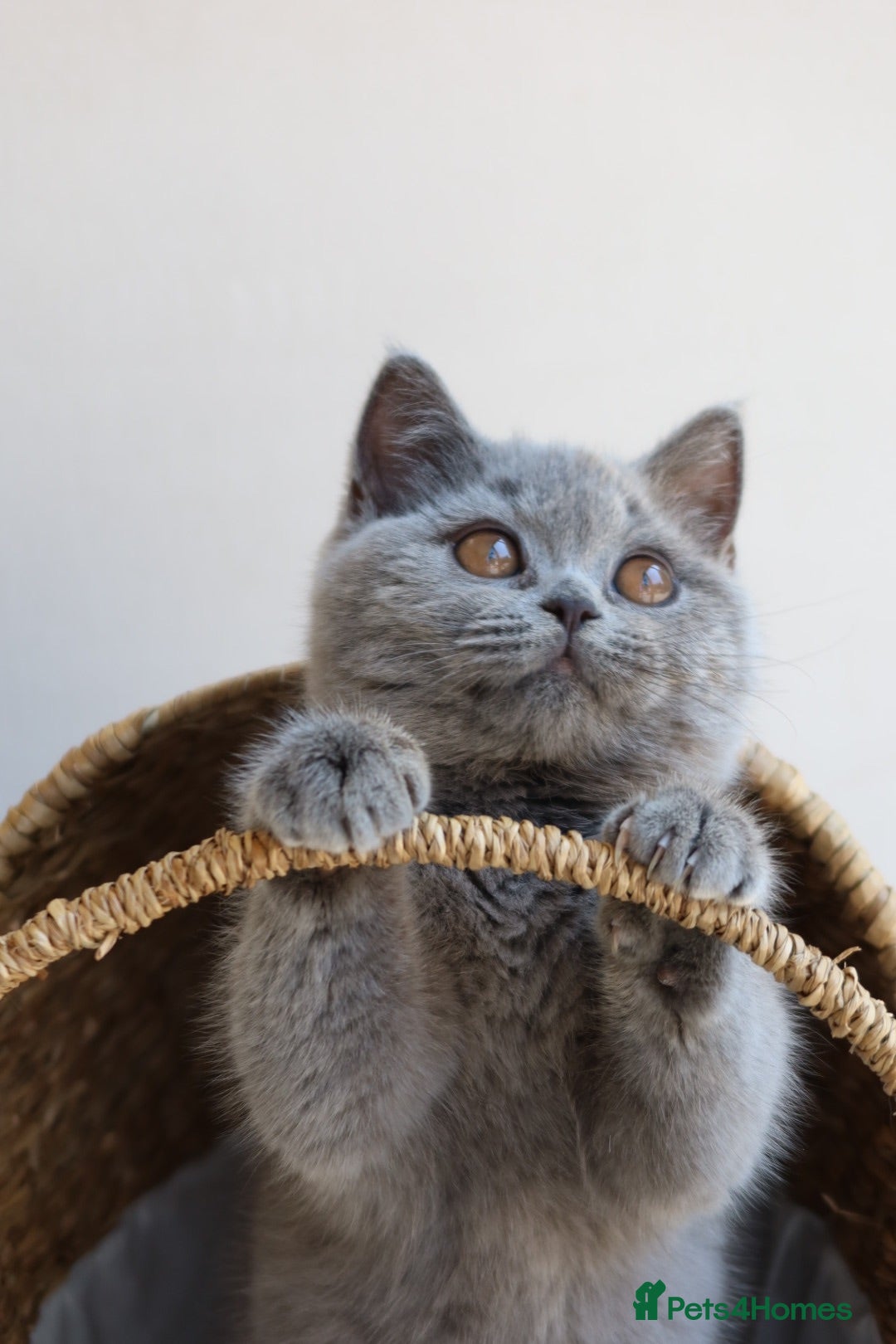 British Shorthair cats Beautiful Blue Girl Kitten - Reg & Licensed - Advert 1