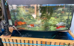 Fancy Goldfish fish for sale: Fancy Goldfish - Image 1