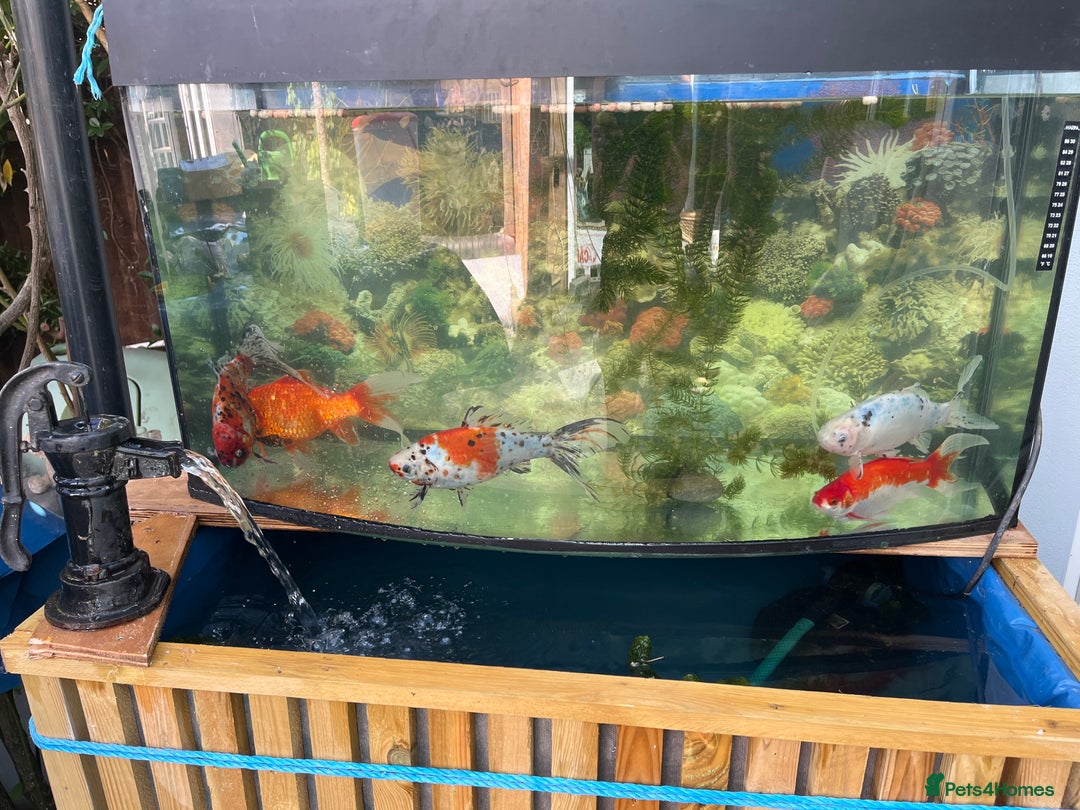 Fancy Goldfish fish for sale: Fancy Goldfish - Image 1
