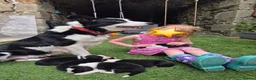 Border Collie dogs for sale: PURE-BRED BORDER COLLIE PUPS  - Advert 3
