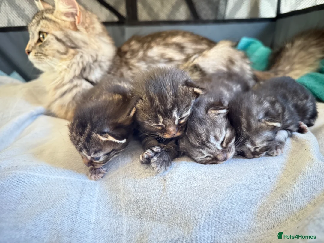 Mixed Breed cats for sale: Maine coon mixed kittens  in Ashford - Advert 1