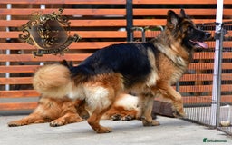 German Shepherd dogs for sale: TWO ADULT LONGHAIRED GSD FEMALES  - Image 11