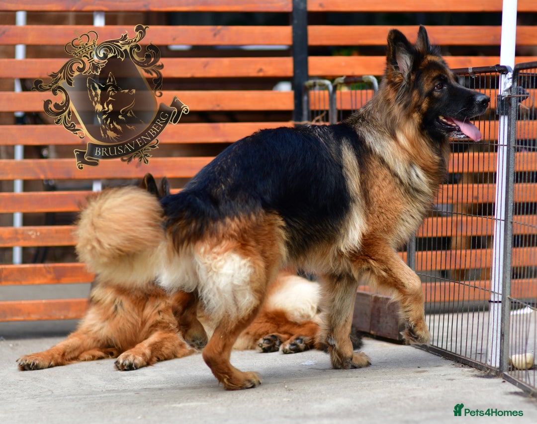 German Shepherd dogs for sale: TWO ADULT LONGHAIRED GSD FEMALES  - Image 11