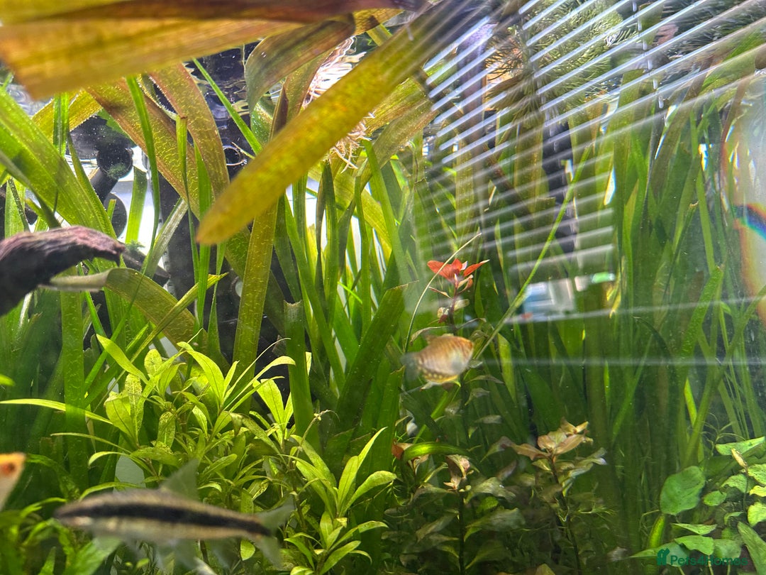 Shrimps fish for sale: Multiple fish & shrimp, please see description  - Image 16