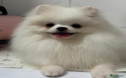 Pomeranian dogs for sale: White and Orange Pomeranian Boys - Image 12