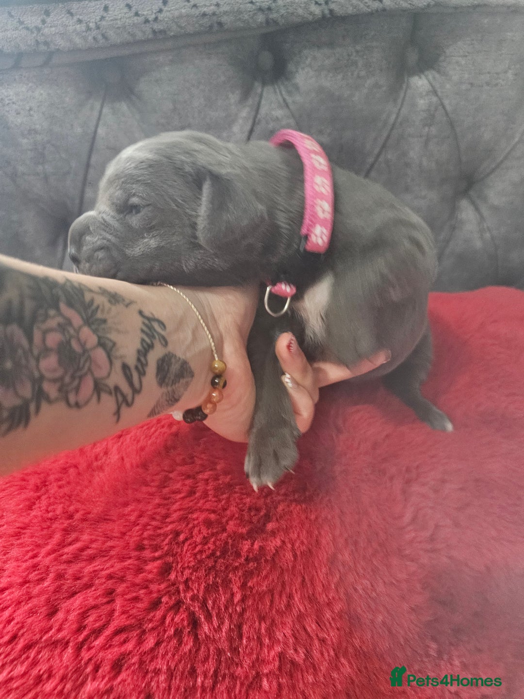 Cane Corso dogs for sale: Cane corso pups  - Image 8