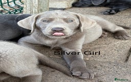 Labrador Retriever dogs for sale: KC Silver, Charcoal & Black Labs for sale - Image 2