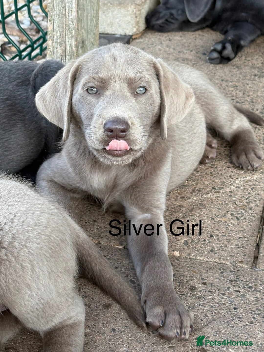 Labrador Retriever dogs for sale: KC Silver, Charcoal & Black Labs for sale - Image 2