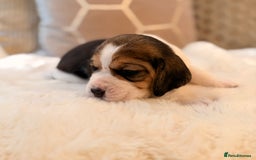 Beagle dogs for sale: ** STUNNING KC 5 GEN TRI COLOUR BEAGLEPUPS ** - Image 12