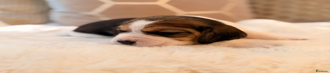 Beagle Puppy 6