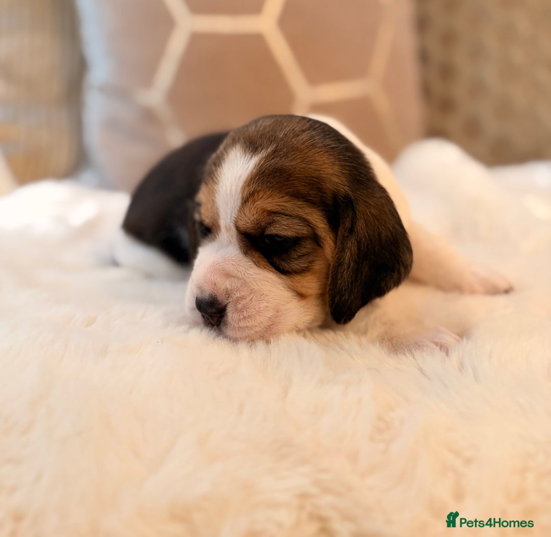 Beagle dogs for sale: ** STUNNING KC 5 GEN TRI COLOUR BEAGLEPUPS ** - Image 12