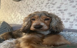 Cocker Spaniel dogs for sale: Cocker spaniel puppies - Image 1