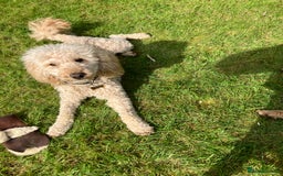 Miniature Poodle dogs for stud: MINIATURE POODLE  KC reg  Stud only  - Image 6