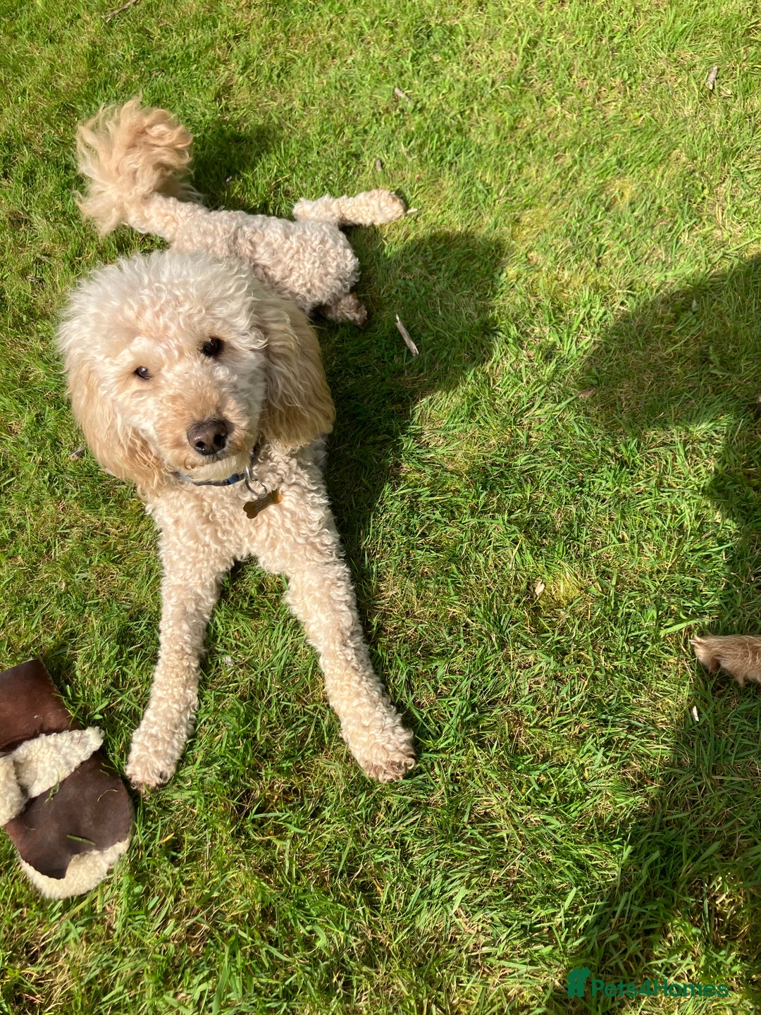 Miniature Poodle dogs for stud: MINIATURE POODLE  KC reg  Stud only  - Image 6