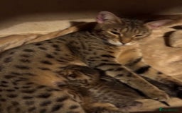 Savannah cats for sale: Glorious Savannah Babies - 1 Boy left - Image 3