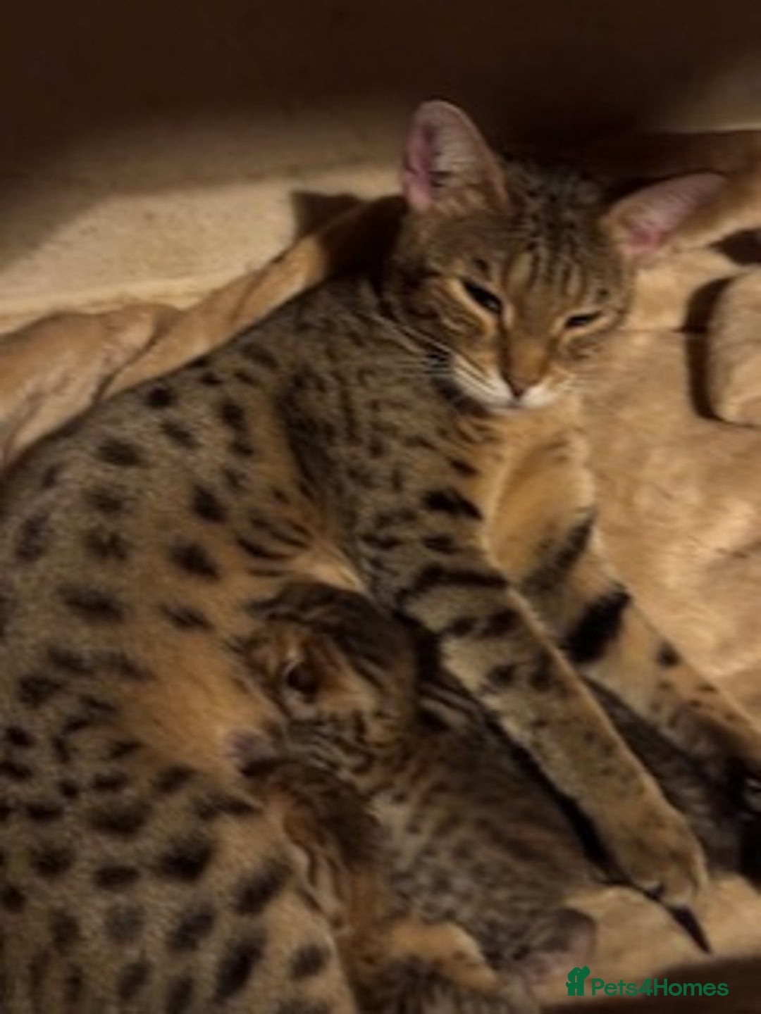 Savannah cats for sale: Glorious Savannah Babies - 1 Boy left - Image 3