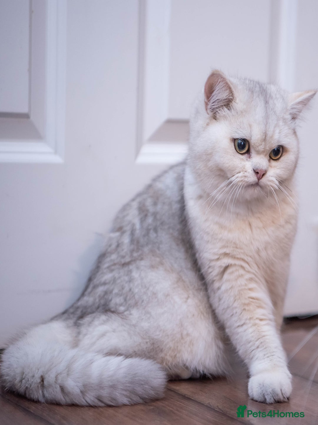 British Shorthair cats for stud: ❤ British Short Hair Active Stud ❤ Champion ❤ in Doncaster - Advert 25