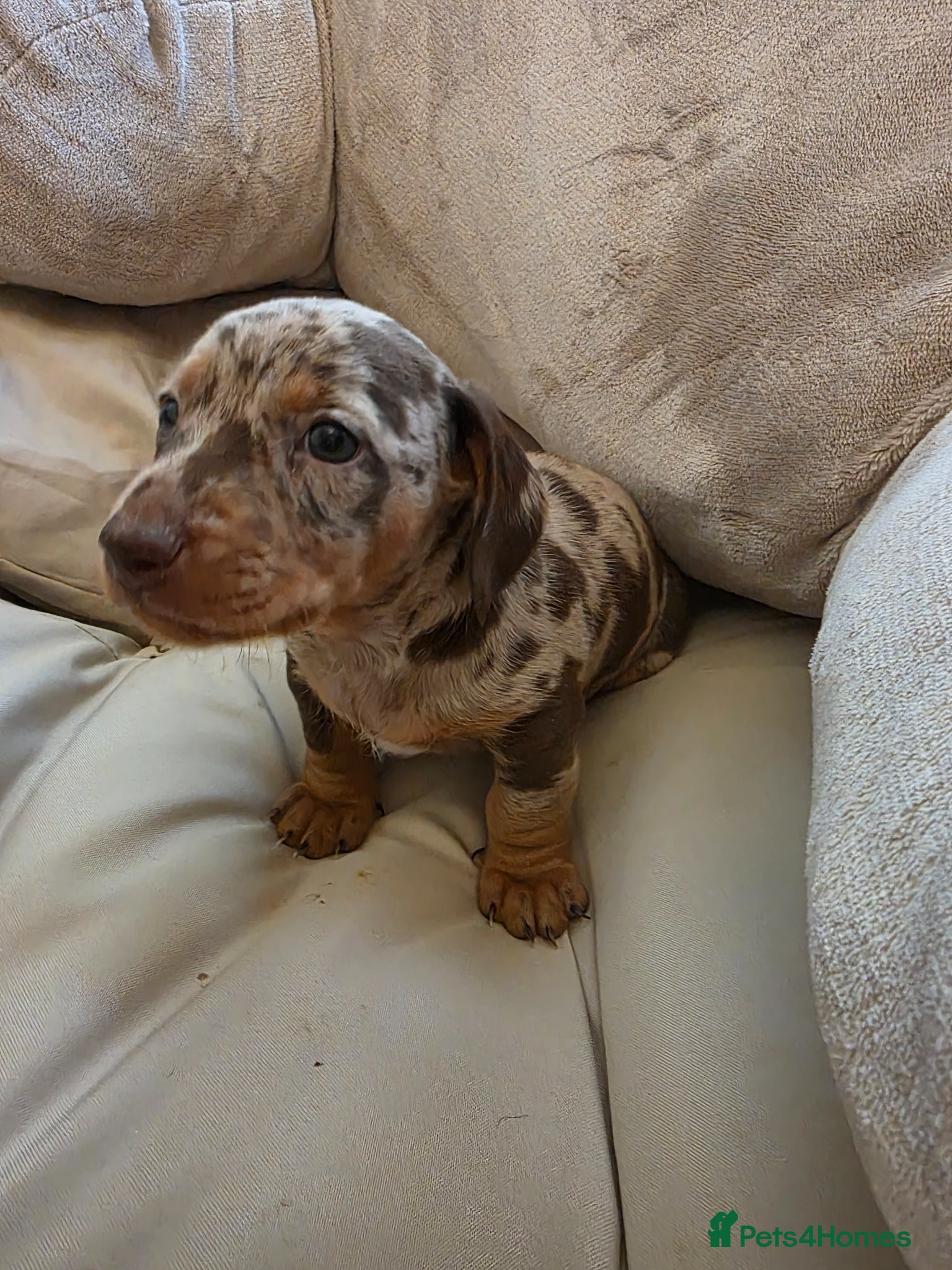Miniature Dachshund dogs Minature dachshund chocolate dapple puppy - Advert 18