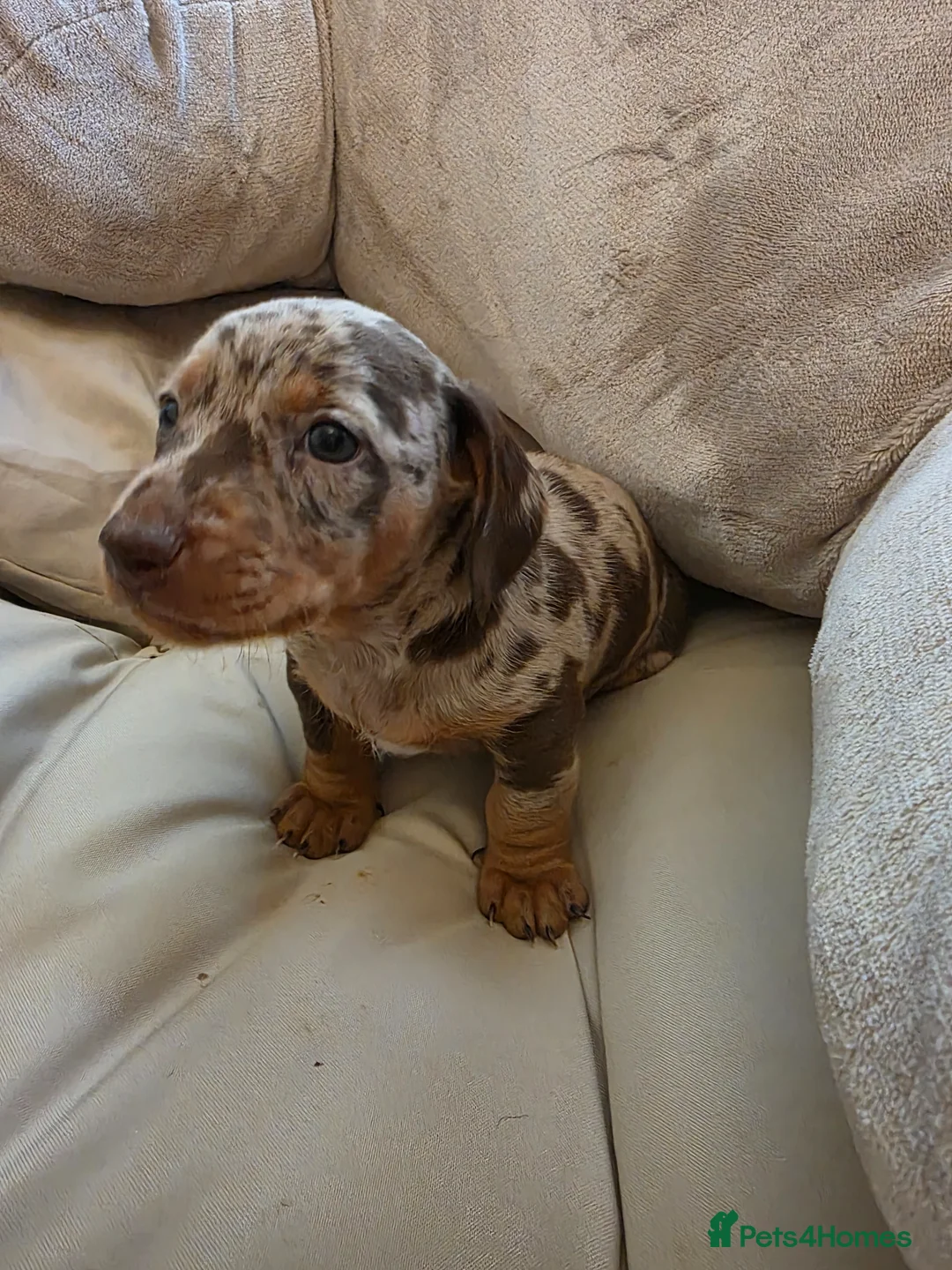 Miniature Dachshund dogs for sale: Minature dachshund chocolate dapple puppy - Advert 1
