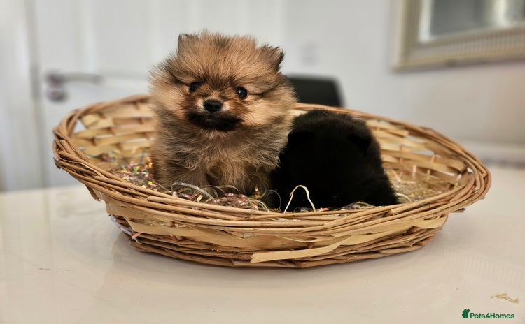 Pomeranian dogs - Advert 11
