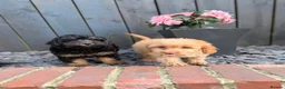 Cockapoo dogs for sale: Stunning F1 Cockerpoos🧸 - Advert 14