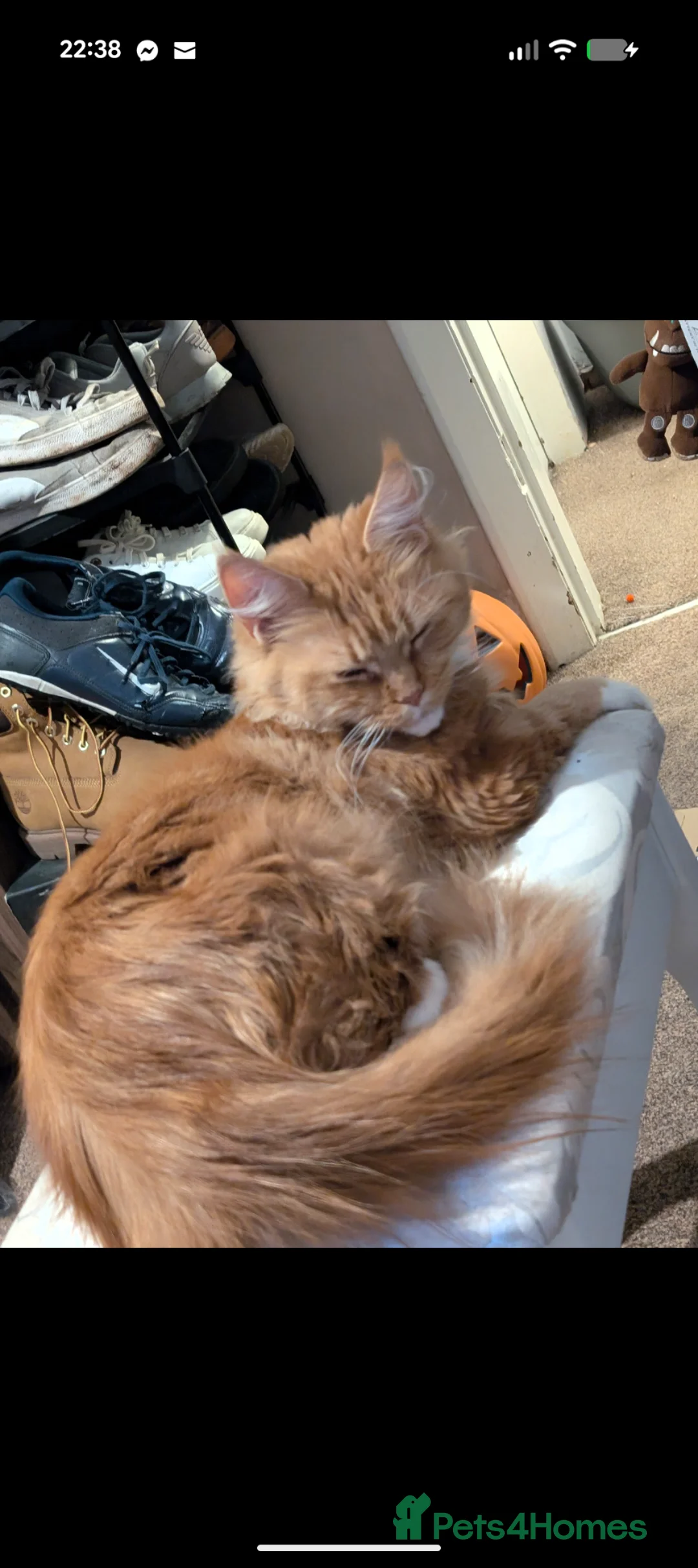 Maine Coon cats for sale: Maincoon mom 3 1/4 Maincoon dad  - Advert 2