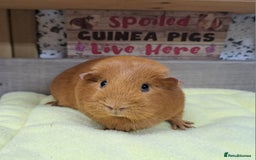 Guinea Pig rodents for sale: Female guinea pig - Leeds Area LS27  - Advert 3