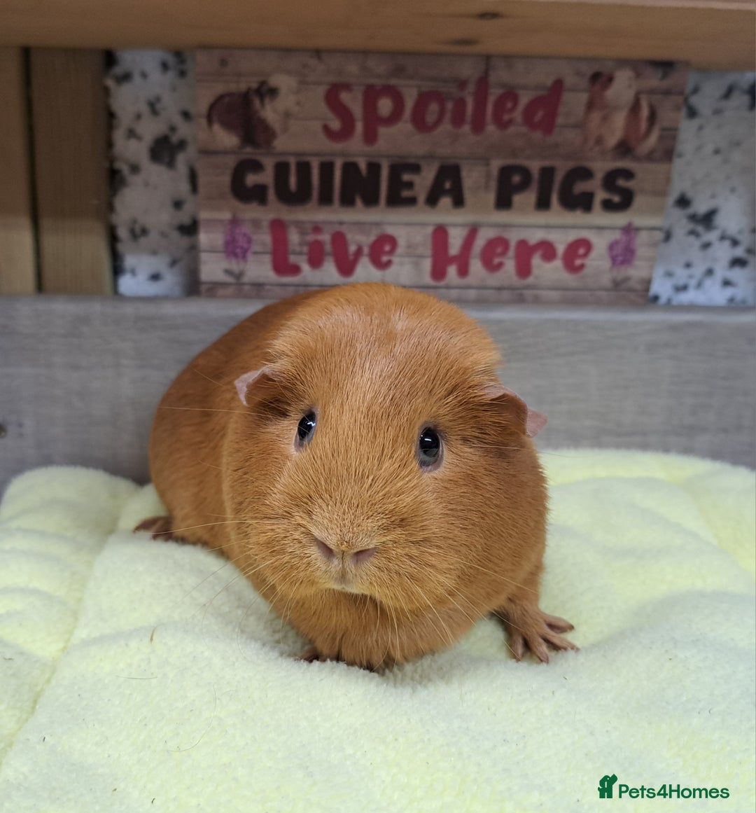 Guinea Pig rodents for sale: Female guinea pig - Leeds Area LS27  - Advert 3