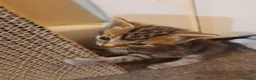 Mixed Breed cats for sale: Gorgeous kittens in Margate - Advert 5