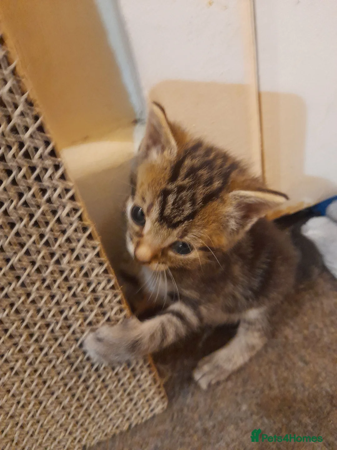 Mixed Breed cats for sale: Gorgeous kittens in Margate - Advert 5