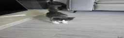 Mixed Breed cats for sale: Two kittens in Uxbridge - Advert 9