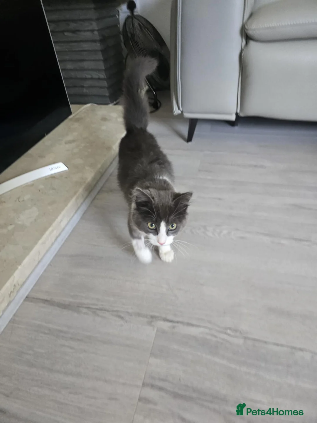 Mixed Breed cats for sale: Two kittens in Uxbridge - Advert 9