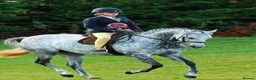 Welsh Section B horses for sale:  Macey - Marcosie Marceline 🤍 - Advert 4