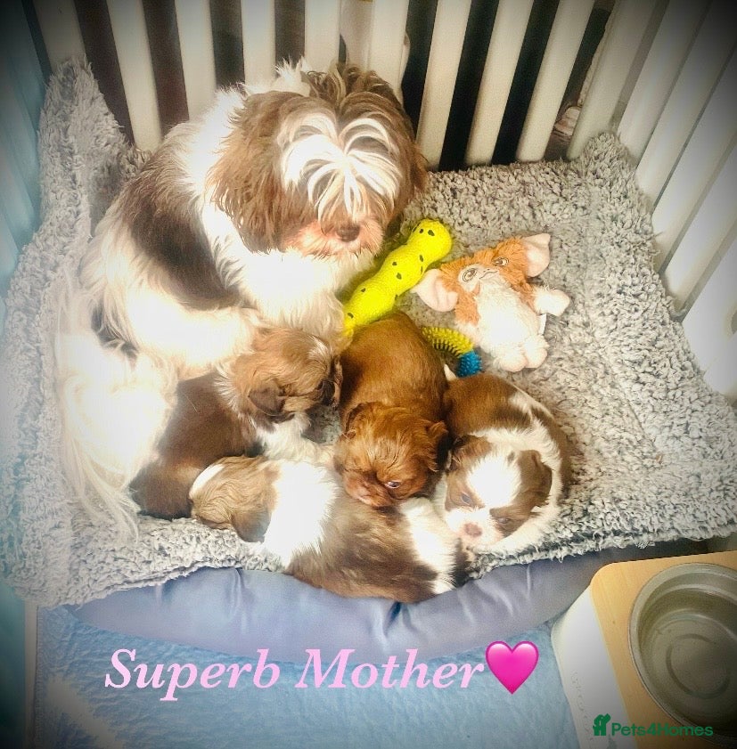 Shih Tzu dogs 🌟HEALTH TESTED~VACCINATED~ MICROCHIPPED 🌟 - Advert 3