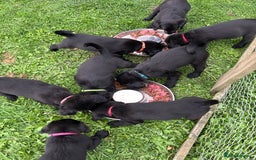 Labradoodle dogs for sale: Ready to go! Fantastic F1 Labradoodles (black) - Image 15