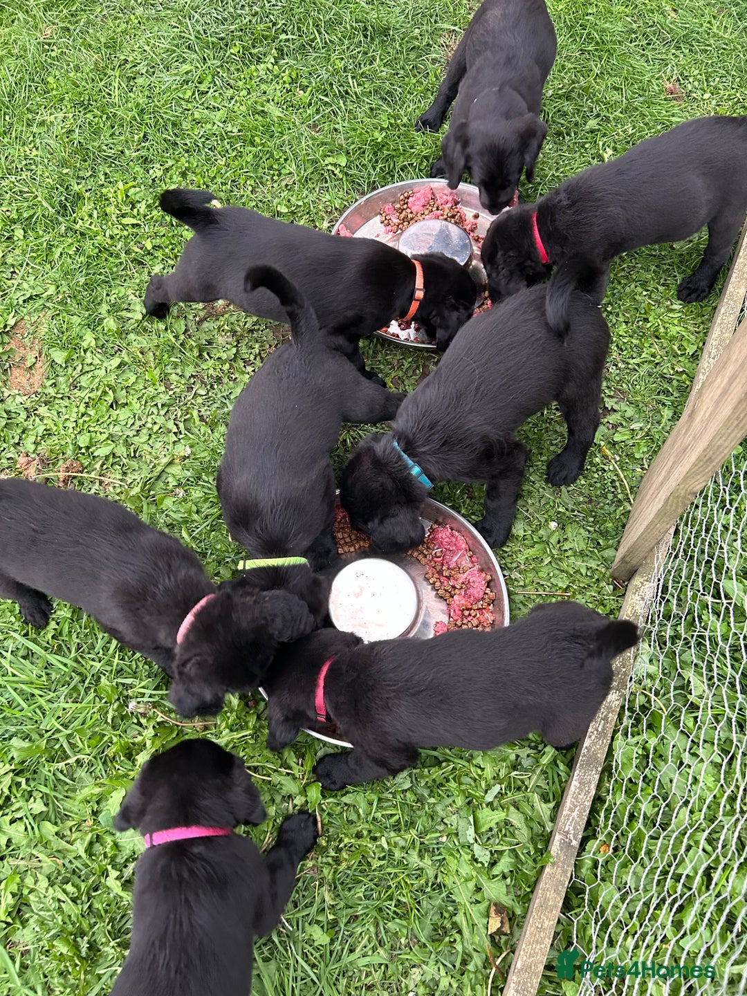 Labradoodle dogs for sale: Ready to go! Fantastic F1 Labradoodles (black) - Image 15