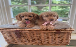 Cavapoo dogs for sale: F1b cavapoo puppies fully vaccinated  - Image 11