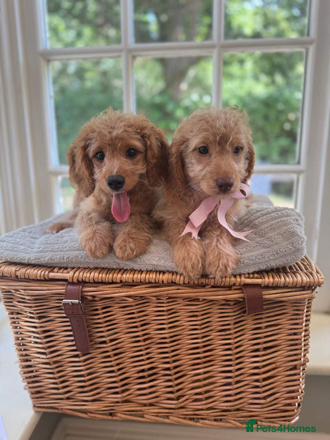 Cavapoo dogs for sale: F1b cavapoo puppies fully vaccinated  - Image 11