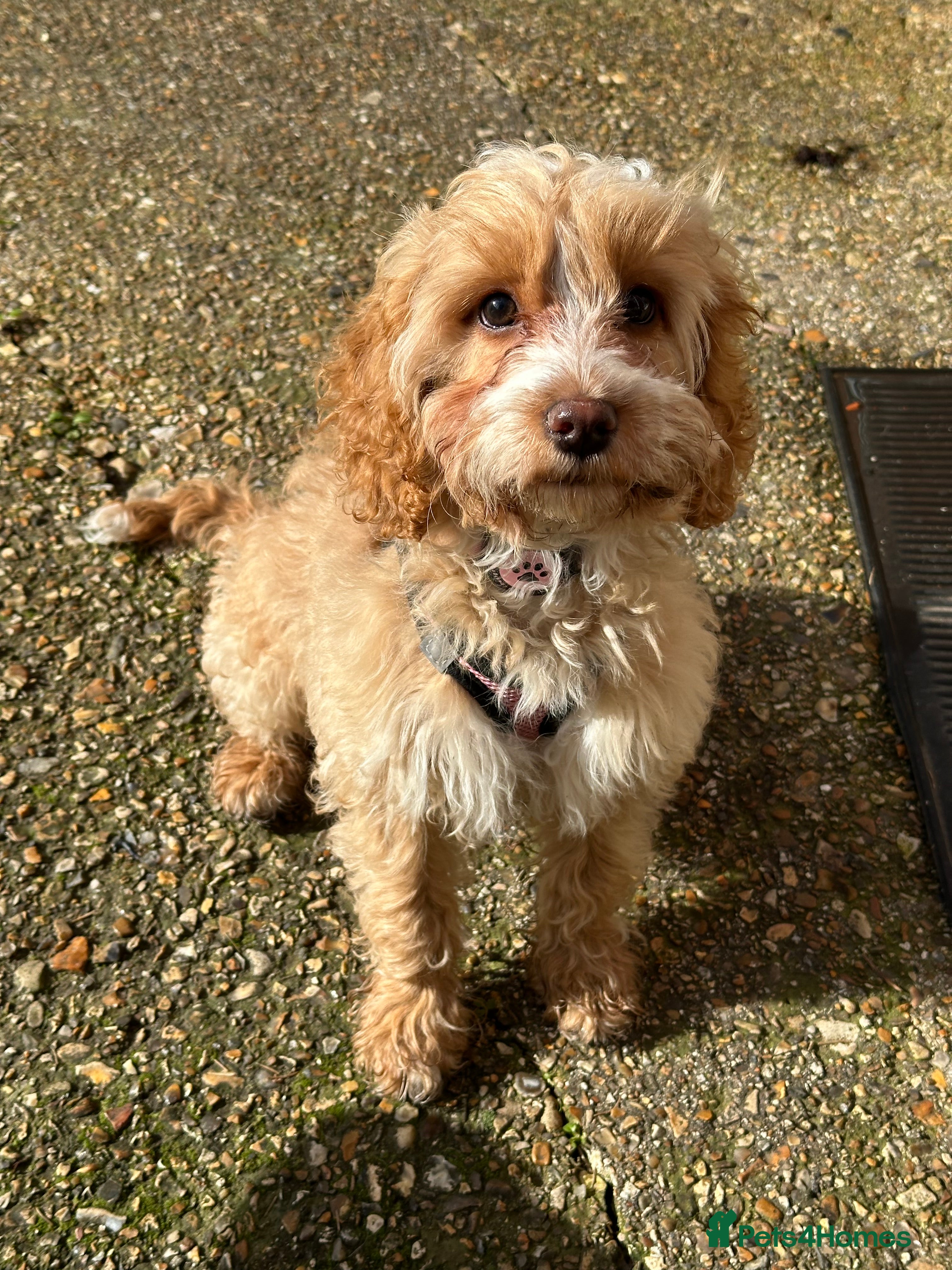 Cockapoo dogs 4-Month-Old Cockapoo Puppy Looking forForever Home - Advert 2