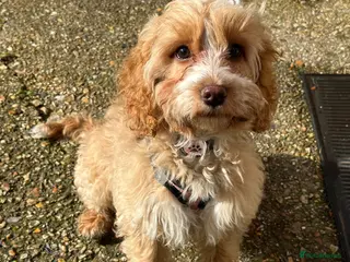 Cockapoo dogs 4-Month-Old Cockapoo Puppy Looking forForever Home - Advert 4
